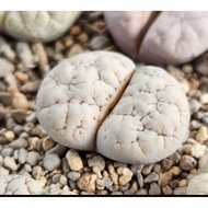 Lithops Gracilidelineata C189A/C374A/C373A/C261A 优选荒玉拿铁latte succulent plant