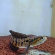 channa asiatica rsws 20cm up