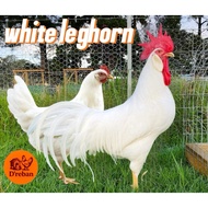 Telur Berbenih Ayam White Leghorn Purebreed Telur Putih Baka Import Kadar Menetas Tinggi