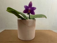 phal.violacea indigo blue diamond