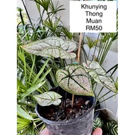 CALADIUM KELADI THAI HYBRID KHUNYING THONG MUAN