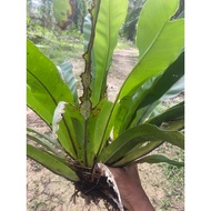 pokok hiasan langsuya/paku pakis hutan