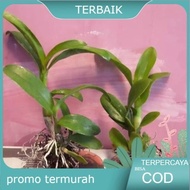 Tanaman hias anggrek dendrobium anggrek dendrobium remaja