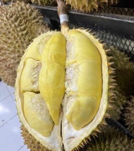 Buah Durian Montong / Monthong Palu Fresh Utuh 1 Kg - 6 Kg Original