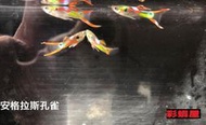 【彩蝦屋】安德拉斯孔雀魚 雙劍 公魚 10隻組 觀賞魚  飼料 餌料