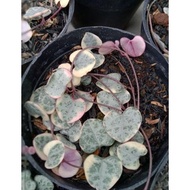 *@_$_@* Sukulen String Of Heart Variegata