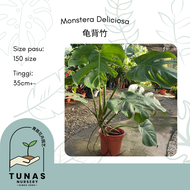 Live Plant Monstera Deliciosa (龟背竹) *READY STOCK*