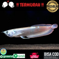 Ikan Hias / Arwana Silver / Arwana Silver Red / Aquascape / Air Tawar