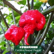 Carolina Reaper Pepper Seeds, Super Hot Ghost Pepper