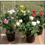 Mini Dwarf Rose roses Plant potted valentine surprise gift