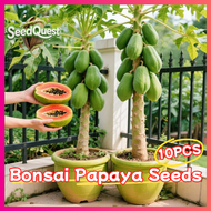 10pcs/pack Bonsai Papaya Seeds for Planting Fruits - Fresh Papaya Fruit Seeds Red Lady Dwarf Sweet P