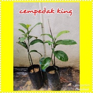 anak pokok cempedak king