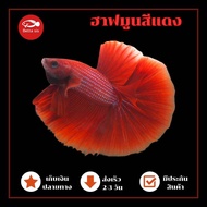 ปลากัดสีแดง ฮาฟมูน HM ปลากัดสวยงามสีแดง เลี้ยงสวยงาม มีประกันสินค้า