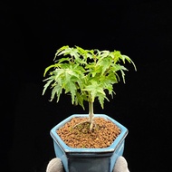 SG3023-日本琴姬紅楓/最小葉品種🔥精品植物小盆栽禮物🔥