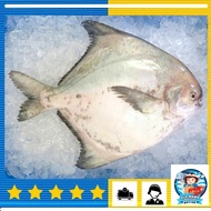 Sekinchan Chinese Pomfret Fish / 适耕庄斗昌鱼 400-499gm Ikan Bawal Tambak Steam Fresh - Old Mama Seafood