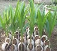 bibit kelapa hibrida berkualitas | bibit kelapa bersertifikat