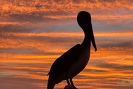Snorkeling, Dolphin and Wildlife Sightings at St. Andrews Bay