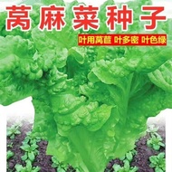Coriander Seed Summer Autumn Vegetable Seed Lettuce
