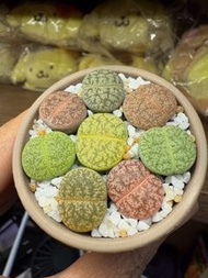 彩虹🌈顏色生石花