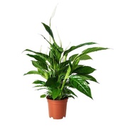 Spathiphyllum hybrid, Peace Lily (0.3 - 0.4m) - air cleaning / pollutant removing indoor flowering plant (NASA Study)