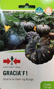 East West EASTWEST SQUASH Seeds Gracia F1 KALABASA
