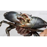 sale Kepiting HIDUP - PAPUA JUMBO, size SUPER, Kualitas Eksport !