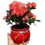 CNY Holland Azalea/Rhododendron mini with pot 花开富贵