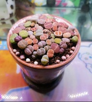 生石花