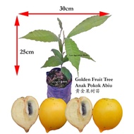 LAW57 Love Agriculture World Live Plant Anak Pokok Abiu/Golden Fruit Tree/黄金果树苗