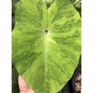 Colocasia Lime Gecko Reverse🔥Variegated Plant🔥Pokok Bunga Hidup