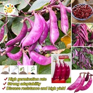 20Pcs 100% Original Purple Eyebrow Beans Seeds Vegetable Seeds for Planting High Yield Purple Hyacin