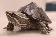 （Aquarium live pet）Mississippi musk turtle