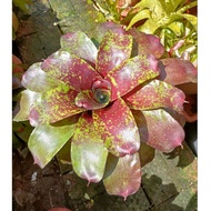 Bromeliad Neoregelia pup as per picture shown. Cover photo as ref on mother plant outlook