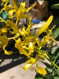 HOA LAN DENRO NẮNG RỒNG VÀNG XƯA