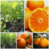 Bibit tanaman buah jeruk dekopon