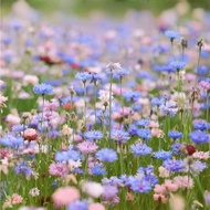 Cornflower Seeds Cosmos Cosmos Periwinkle Garden Flower Sea Four Seasons Sowing Blooming Sunflower S