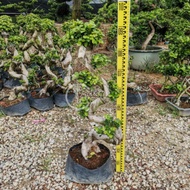 TKL - Outdoor Big Size Bonsai Ficus Microcarpa S/Huat/Single Stem 室外盆景金钱榕‘S’/发/单杆