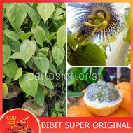 Bibit Markisa Konyal Manis Orange