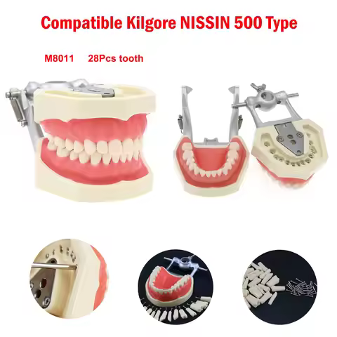 Dental Typodont Model 28Pcs Screw-in Removable Teeth Compatible Kilgore NISSIN 500 for Dental Studen
