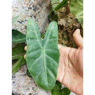 UBI ALOCASIA LONGILOBA MURAH