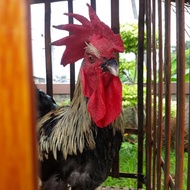 ayam pelung asli cianjur