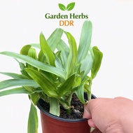 Anak Pokok Rumput Beijing - Siti Khadijah – Herba, Beijing Grass – Live Plant