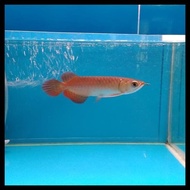 ikan Arwana Super Red Baby Anakan +-15cm Gen Merah Good Quality