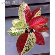 (Selling)Local Stock、Spot goodsThailand Aglaonema Variety 50 seeds (not  plants)