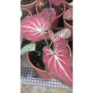 Caladium super daging/keladi thai urat daging