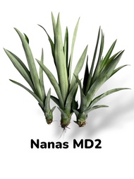 Benih Nanas MD2 Fresh dari Ladang