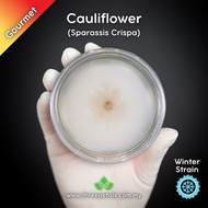 Cauliflower CCS (Sparassis Crispa) Live Mycelium Mushroom Culture Spawn Seed