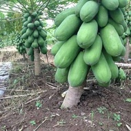 CÂY GIỐNG ĐU ĐỦ LÙN RUỘT ĐỎ F1 SIÊU TRÁI. [GHnhanh]