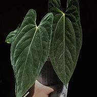 anthurium papillilaminum fort sherman