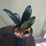 Indian Rubber Black In A Pot Ready To Stand Size 4 Inches Height 20-25 Cm.